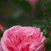 薔薇 07