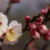梅花盛り21