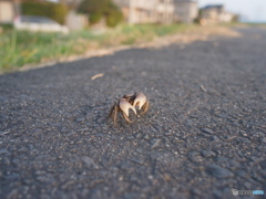 カニ