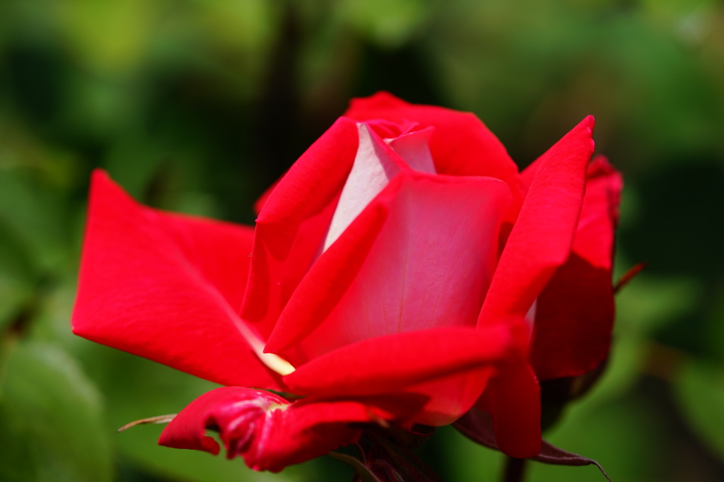 薔薇07