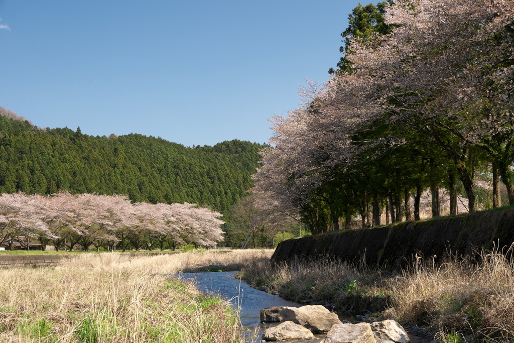 里山の春04