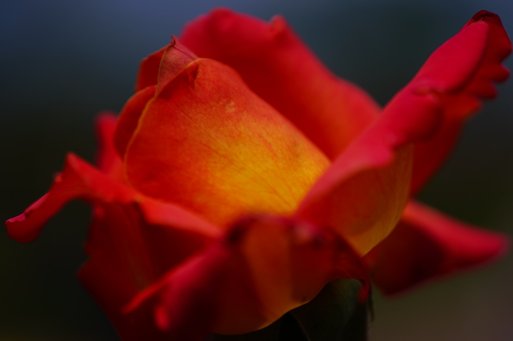 薔薇04