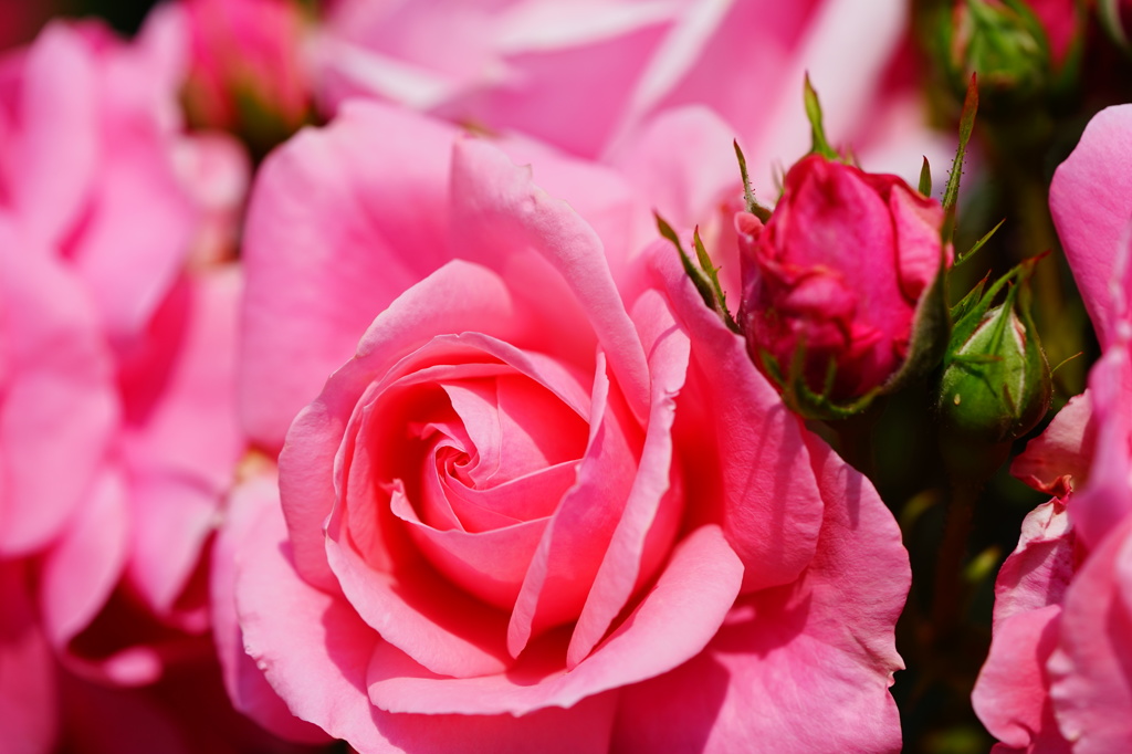 薔薇06