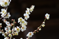 梅花盛り12