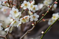 梅花盛り11