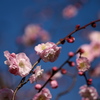 梅花01
