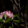 石楠花咲く所01