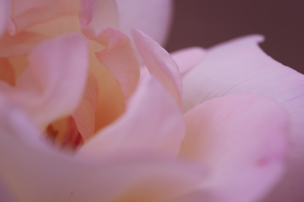 薔薇 05