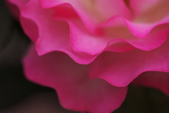 薔薇 01