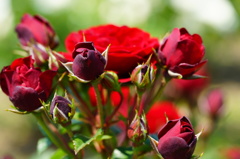薔薇09