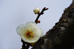 梅花盛り17