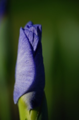 蕾