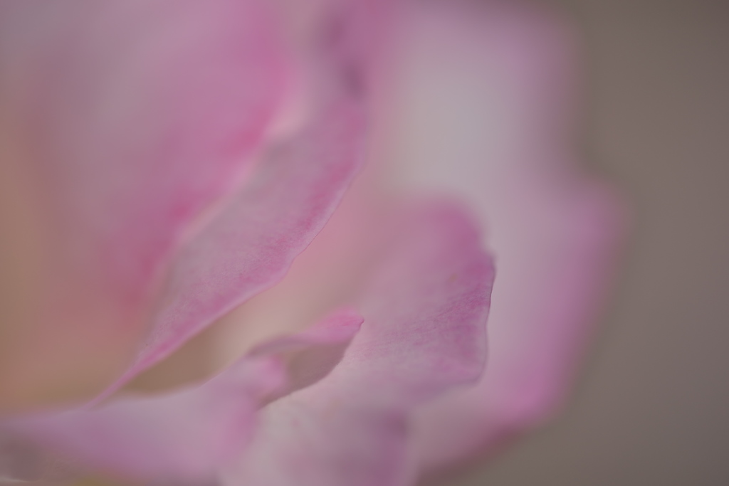 秋バラ03