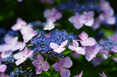 紫陽花02