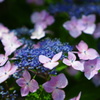 紫陽花02