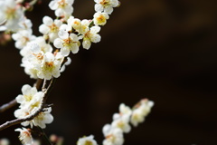 梅花盛り10