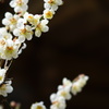 梅花盛り10