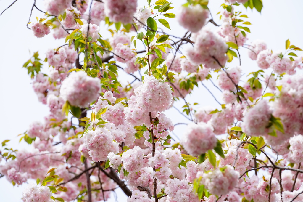 鹽竈桜01