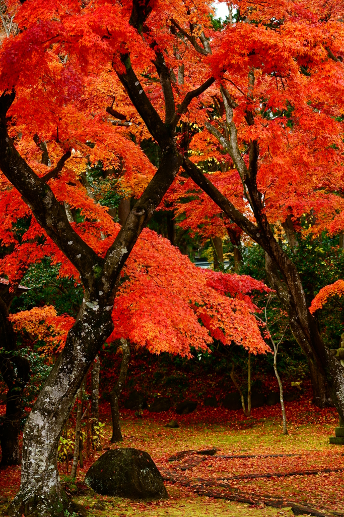 紅葉三昧21