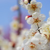 梅花盛り18