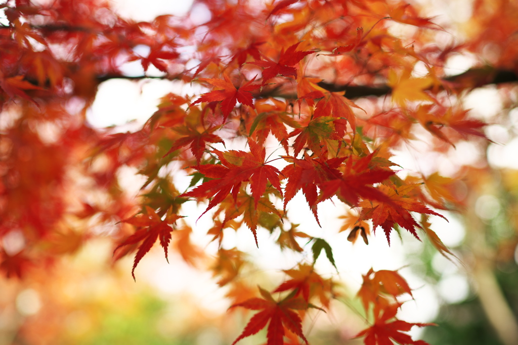 散歩　紅葉01