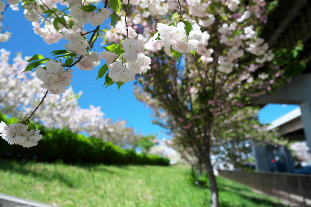 五色桜