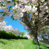 五色桜
