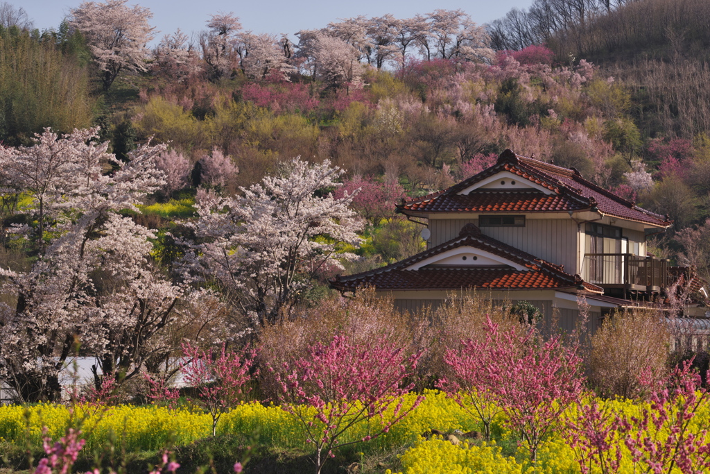 花見山005