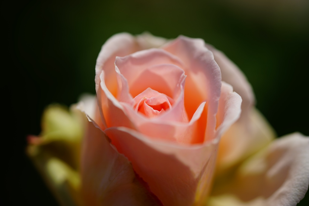 薔薇03