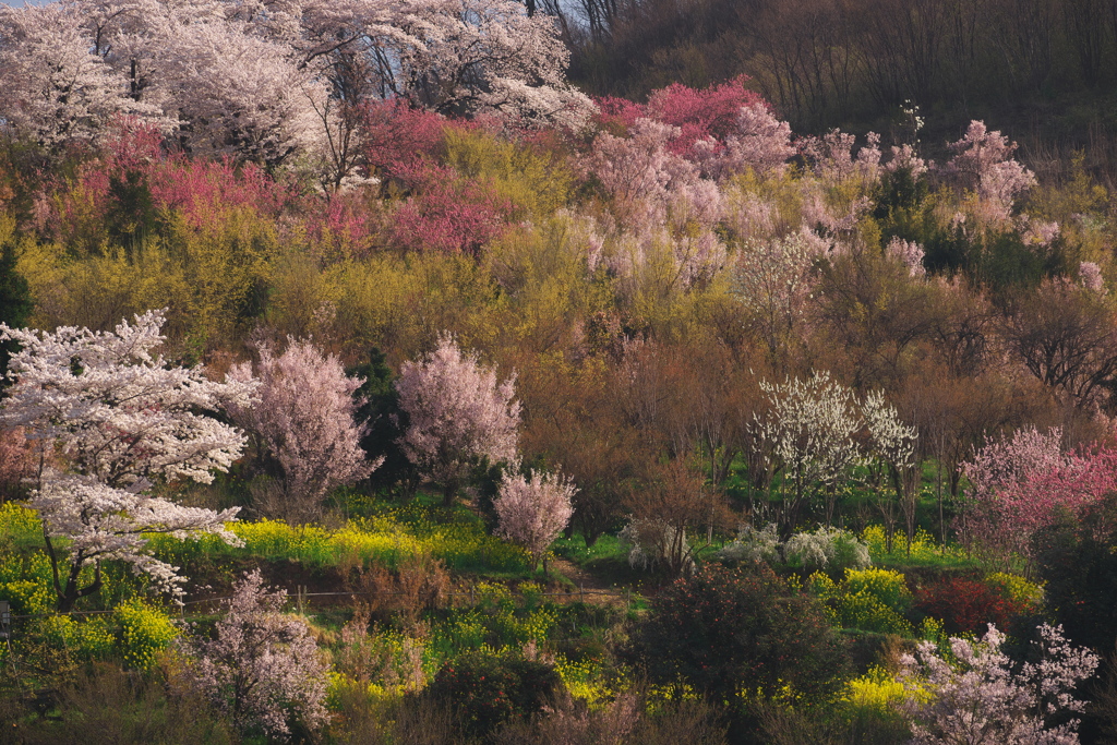 花見山004