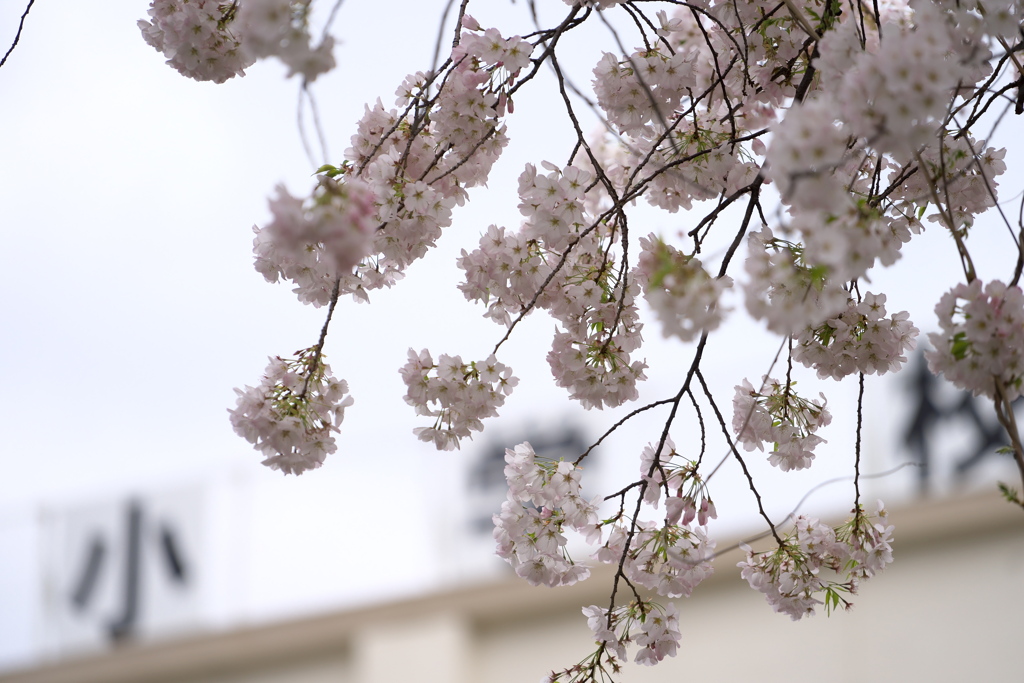 桜