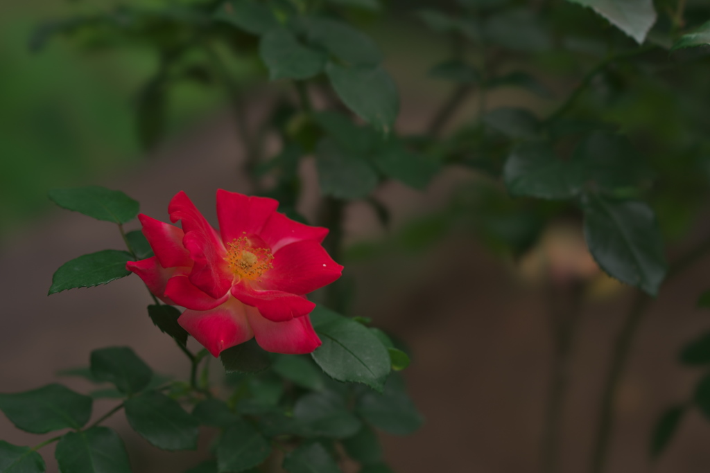 薔薇06