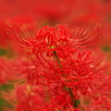 曼殊沙華04