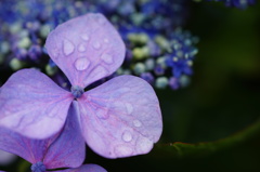 紫陽花03454
