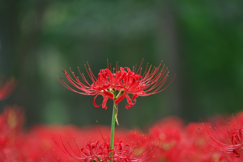 曼殊沙華03