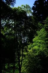 竹