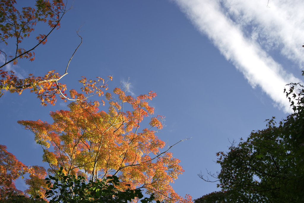 青空