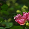 芙蓉
