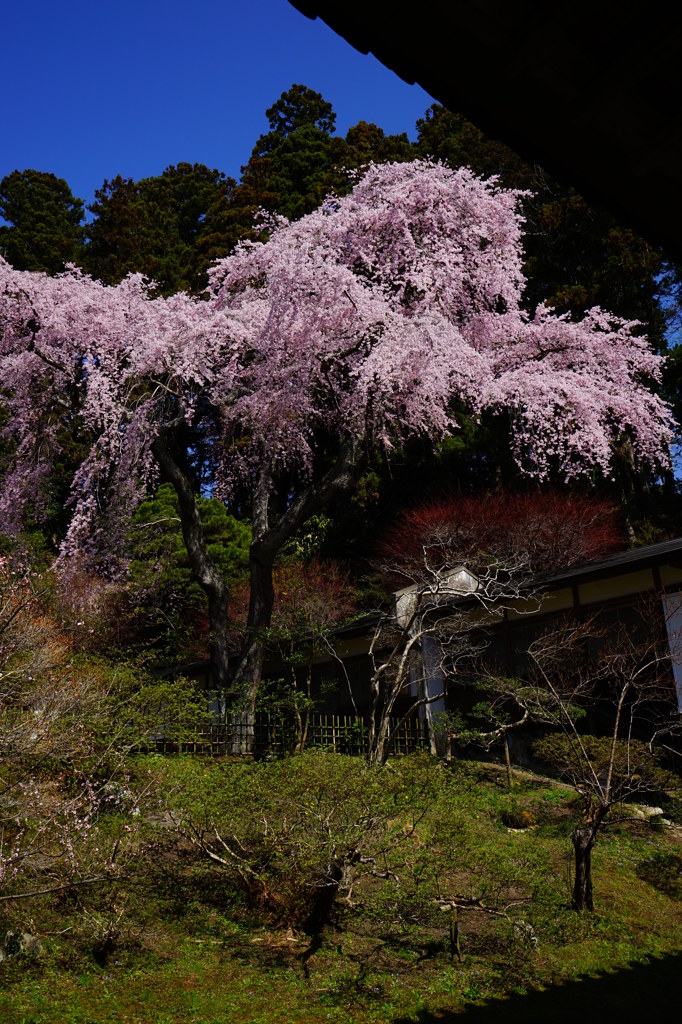 しだれ桜