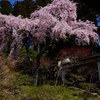 しだれ桜