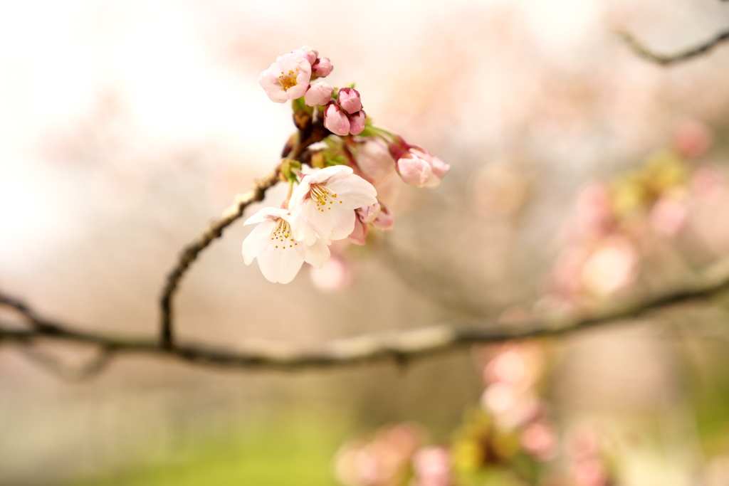 開花01