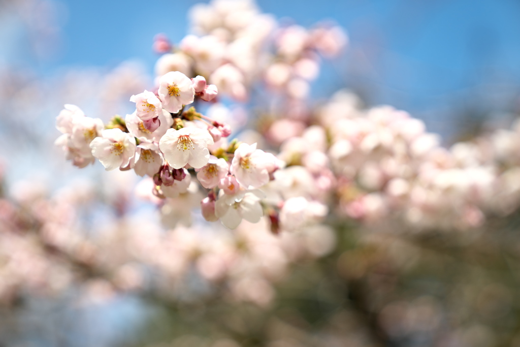 開花02