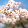 開花02