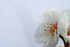 梅花盛り23