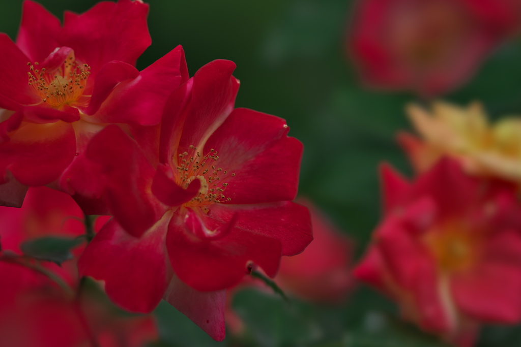 薔薇05