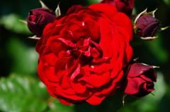 薔薇11
