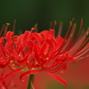 曼殊沙華06