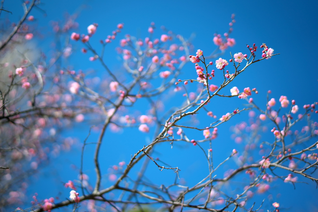 春近し03