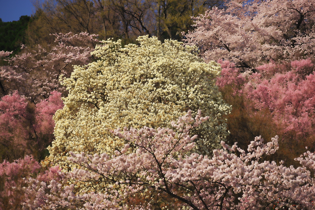 花見山010