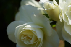 薔薇08